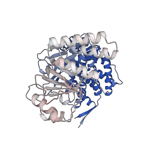 16109_8blf_C_v1-2
Structure of the GroEL(ATP7/ADP7) complex plunged 50 ms after mixing with ATP
