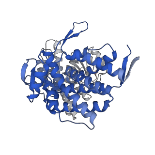 16119_8bmo_A_v1-2
Structure of GroEL:GroES complex exhibiting ADP-conformation in trans ring obtained under the continuous turnover conditions