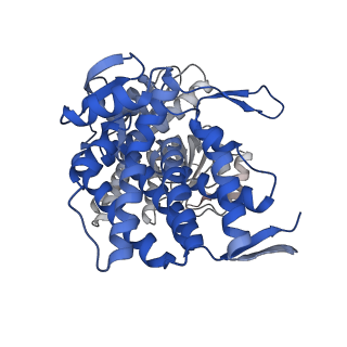 16119_8bmo_C_v1-2
Structure of GroEL:GroES complex exhibiting ADP-conformation in trans ring obtained under the continuous turnover conditions