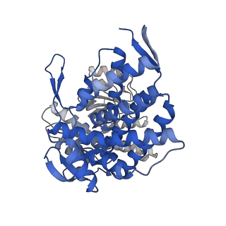 16119_8bmo_E_v1-2
Structure of GroEL:GroES complex exhibiting ADP-conformation in trans ring obtained under the continuous turnover conditions