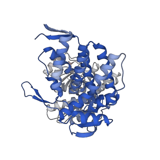 16119_8bmo_H_v1-2
Structure of GroEL:GroES complex exhibiting ADP-conformation in trans ring obtained under the continuous turnover conditions