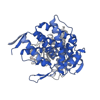 16119_8bmo_L_v1-2
Structure of GroEL:GroES complex exhibiting ADP-conformation in trans ring obtained under the continuous turnover conditions