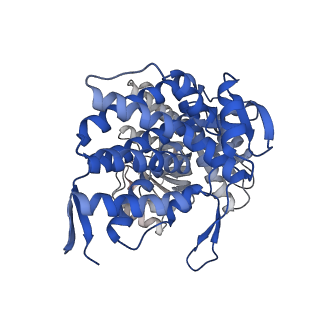 16119_8bmo_O_v1-2
Structure of GroEL:GroES complex exhibiting ADP-conformation in trans ring obtained under the continuous turnover conditions
