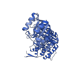 16119_8bmo_P_v1-2
Structure of GroEL:GroES complex exhibiting ADP-conformation in trans ring obtained under the continuous turnover conditions