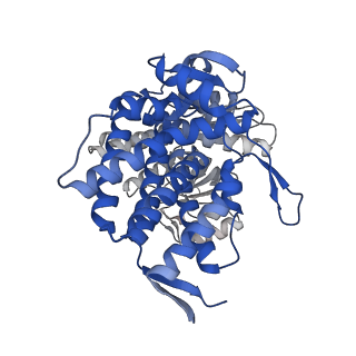 16119_8bmo_R_v1-2
Structure of GroEL:GroES complex exhibiting ADP-conformation in trans ring obtained under the continuous turnover conditions