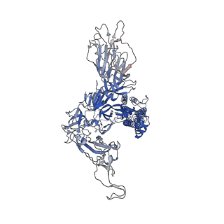 12230_7bnn_A_v1-2
Open conformation of D614G SARS-CoV-2 spike with 1 Erect RBD