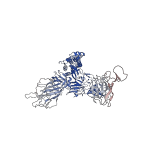 12230_7bnn_B_v1-2
Open conformation of D614G SARS-CoV-2 spike with 1 Erect RBD