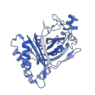 30131_7bok_C_v1-1
Cryo-EM structure of the encapsulated DyP-type peroxidase from Mycobacterium smegmatis