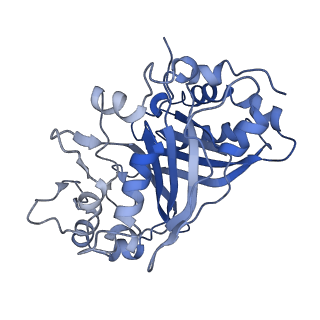 30131_7bok_D_v1-2
Cryo-EM structure of the encapsulated DyP-type peroxidase from Mycobacterium smegmatis