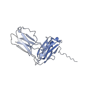 16150_8bpe_D_v1-3
8:1 binding of FcMR on IgM pentameric core