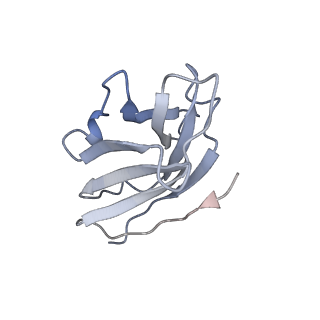16150_8bpe_O_v1-3
8:1 binding of FcMR on IgM pentameric core