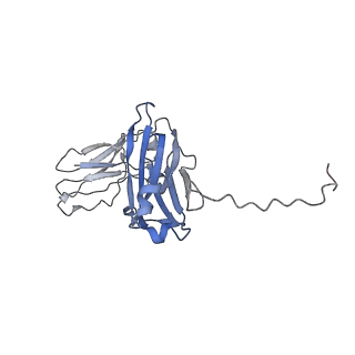 16151_8bpf_A_v1-3
FcMR binding at subunit Fcu1 of IgM pentamer