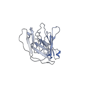 16151_8bpf_E_v1-3
FcMR binding at subunit Fcu1 of IgM pentamer