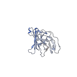 16151_8bpf_F_v1-3
FcMR binding at subunit Fcu1 of IgM pentamer