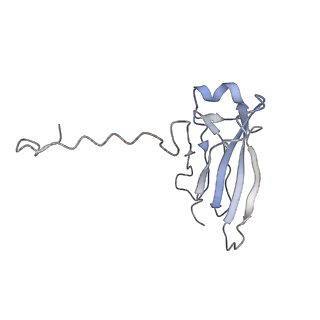 16151_8bpf_L_v1-3
FcMR binding at subunit Fcu1 of IgM pentamer