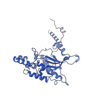 16155_8bpo_D2_v1-1
Structure of rabbit 80S ribosome translating beta-tubulin in complex with tetratricopeptide protein 5 (TTC5) and S-phase Cyclin A Associated Protein residing in the ER (SCAPER)