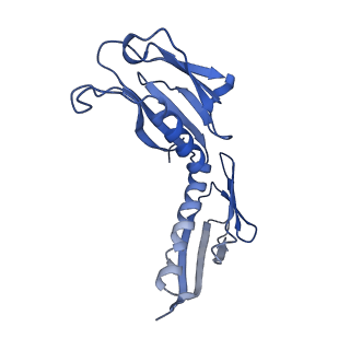 16155_8bpo_H2_v1-1
Structure of rabbit 80S ribosome translating beta-tubulin in complex with tetratricopeptide protein 5 (TTC5) and S-phase Cyclin A Associated Protein residing in the ER (SCAPER)