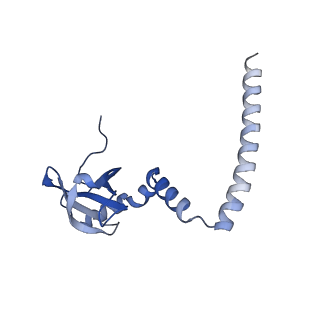 16155_8bpo_L2_v1-1
Structure of rabbit 80S ribosome translating beta-tubulin in complex with tetratricopeptide protein 5 (TTC5) and S-phase Cyclin A Associated Protein residing in the ER (SCAPER)