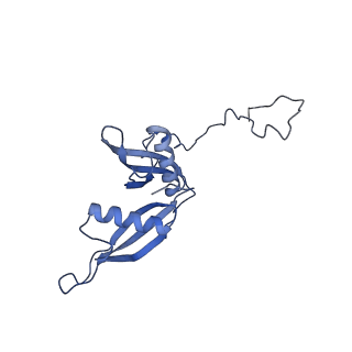 16155_8bpo_R2_v1-1
Structure of rabbit 80S ribosome translating beta-tubulin in complex with tetratricopeptide protein 5 (TTC5) and S-phase Cyclin A Associated Protein residing in the ER (SCAPER)