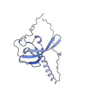 16155_8bpo_S2_v1-1
Structure of rabbit 80S ribosome translating beta-tubulin in complex with tetratricopeptide protein 5 (TTC5) and S-phase Cyclin A Associated Protein residing in the ER (SCAPER)