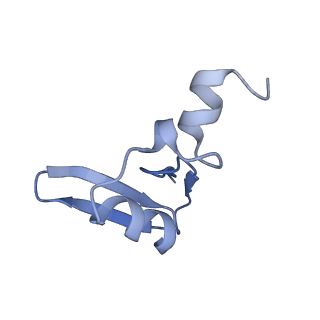 16155_8bpo_V2_v1-1
Structure of rabbit 80S ribosome translating beta-tubulin in complex with tetratricopeptide protein 5 (TTC5) and S-phase Cyclin A Associated Protein residing in the ER (SCAPER)