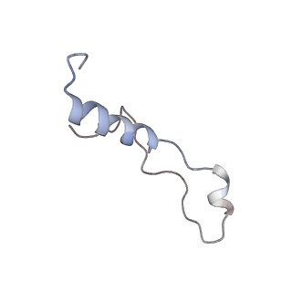 16155_8bpo_k2_v1-1
Structure of rabbit 80S ribosome translating beta-tubulin in complex with tetratricopeptide protein 5 (TTC5) and S-phase Cyclin A Associated Protein residing in the ER (SCAPER)