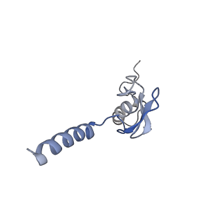 16155_8bpo_o2_v1-1
Structure of rabbit 80S ribosome translating beta-tubulin in complex with tetratricopeptide protein 5 (TTC5) and S-phase Cyclin A Associated Protein residing in the ER (SCAPER)