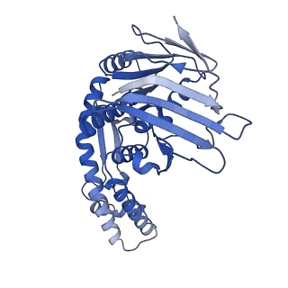 16164_8bpr_B_v1-2
Complex of RecF-RecO-RecR-DNA from Thermus thermophilus (low resolution reconstruction).