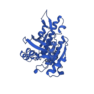 16170_8bq2_E_v1-1
CryoEM structure of the pre-synaptic RAD51 nucleoprotein filament in the presence of ATP and Ca2+
