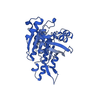 16170_8bq2_H_v1-1
CryoEM structure of the pre-synaptic RAD51 nucleoprotein filament in the presence of ATP and Ca2+