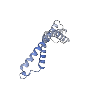 16172_8bq6_Y_v1-0
Cryo-EM structure of the Arabidopsis thaliana I+III2 supercomplex (Complete conformation 2 composition)