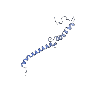 16184_8bqs_B0_v1-0
Cryo-EM structure of the I-II-III2-IV2 respiratory supercomplex from Tetrahymena thermophila