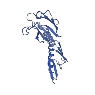 16211_8br8_LJ_v1-2
Giardia ribosome in POST-T state (A1)