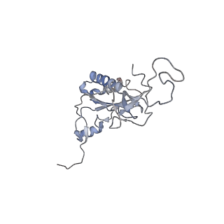16228_8btd_LK_v1-2
Giardia Ribosome in PRE-T Hybrid State (D1)