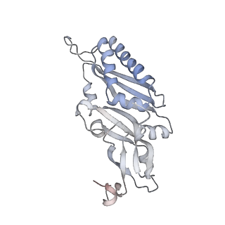 16228_8btd_SD_v1-2
Giardia Ribosome in PRE-T Hybrid State (D1)