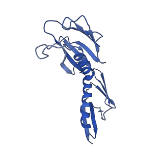 16235_8btr_LJ_v1-2
Giardia Ribosome in PRE-T Hybrid State (D2)