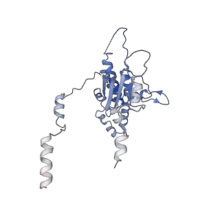 30170_7bt6_D_v1-0
Cryo-EM structure of pre-60S ribosome from Saccharomyces cerevisiae rpl4delta63-87 strain at 3.12 Angstroms resolution(state R1)