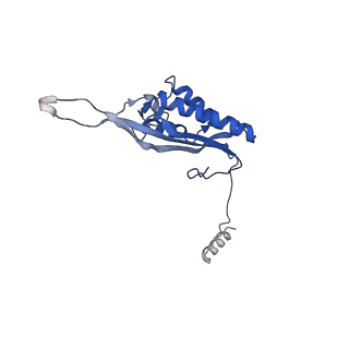 30170_7bt6_P_v1-0
Cryo-EM structure of pre-60S ribosome from Saccharomyces cerevisiae rpl4delta63-87 strain at 3.12 Angstroms resolution(state R1)