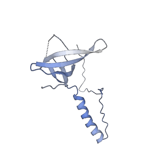 30170_7bt6_T_v1-0
Cryo-EM structure of pre-60S ribosome from Saccharomyces cerevisiae rpl4delta63-87 strain at 3.12 Angstroms resolution(state R1)