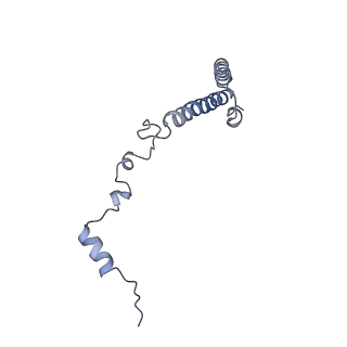 30170_7bt6_h_v1-0
Cryo-EM structure of pre-60S ribosome from Saccharomyces cerevisiae rpl4delta63-87 strain at 3.12 Angstroms resolution(state R1)