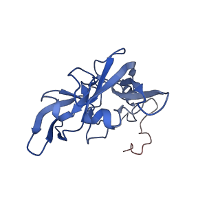30174_7btb_A_v1-0
Cryo-EM structure of pre-60S ribosome from Saccharomyces cerevisiae rpl4delta63-87 strain at 3.22 Angstroms resolution(state R2)