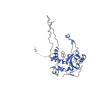 30174_7btb_C_v1-0
Cryo-EM structure of pre-60S ribosome from Saccharomyces cerevisiae rpl4delta63-87 strain at 3.22 Angstroms resolution(state R2)