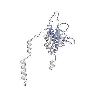 30174_7btb_D_v1-0
Cryo-EM structure of pre-60S ribosome from Saccharomyces cerevisiae rpl4delta63-87 strain at 3.22 Angstroms resolution(state R2)
