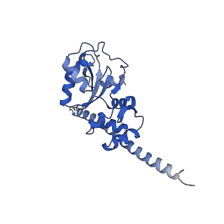 30174_7btb_F_v1-0
Cryo-EM structure of pre-60S ribosome from Saccharomyces cerevisiae rpl4delta63-87 strain at 3.22 Angstroms resolution(state R2)