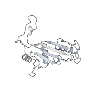 30174_7btb_J_v1-0
Cryo-EM structure of pre-60S ribosome from Saccharomyces cerevisiae rpl4delta63-87 strain at 3.22 Angstroms resolution(state R2)