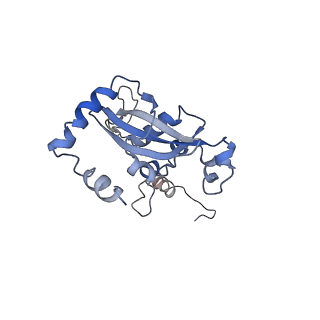 30174_7btb_N_v1-0
Cryo-EM structure of pre-60S ribosome from Saccharomyces cerevisiae rpl4delta63-87 strain at 3.22 Angstroms resolution(state R2)