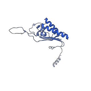 30174_7btb_P_v1-0
Cryo-EM structure of pre-60S ribosome from Saccharomyces cerevisiae rpl4delta63-87 strain at 3.22 Angstroms resolution(state R2)