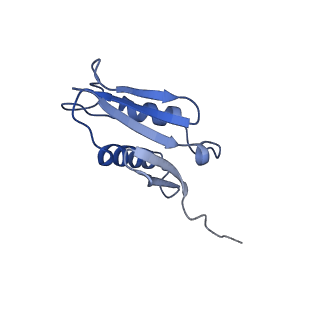 30174_7btb_U_v1-0
Cryo-EM structure of pre-60S ribosome from Saccharomyces cerevisiae rpl4delta63-87 strain at 3.22 Angstroms resolution(state R2)