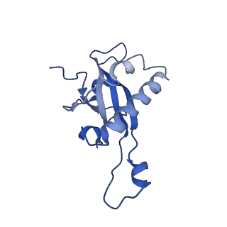30174_7btb_Z_v1-0
Cryo-EM structure of pre-60S ribosome from Saccharomyces cerevisiae rpl4delta63-87 strain at 3.22 Angstroms resolution(state R2)