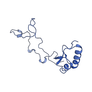 30174_7btb_e_v1-0
Cryo-EM structure of pre-60S ribosome from Saccharomyces cerevisiae rpl4delta63-87 strain at 3.22 Angstroms resolution(state R2)